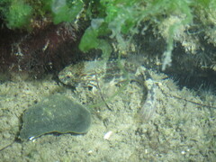 Bathygobius soporator