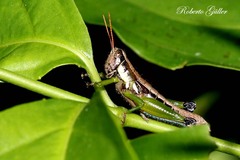 Pseudoscopas nigrigena