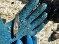 Fundulus parvipinnis