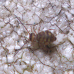 Dicyrtomidae