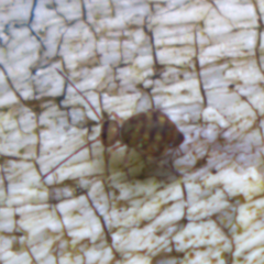Dicyrtomidae