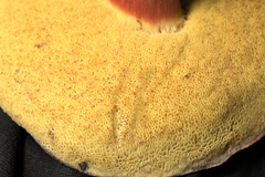 Xerocomellus atropurpureus