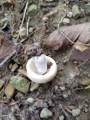 Russula pulchra