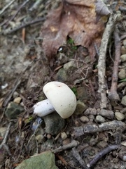 Russula pulchra