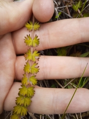 Anisotome aromatica