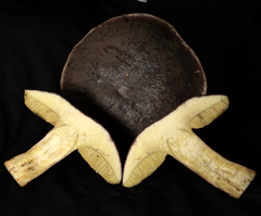 Xerocomellus atropurpureus