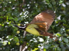 Pitangus sulphuratus