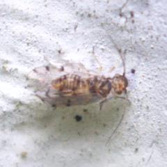 Ectopsocus
