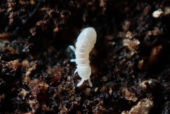 Onychiurinae