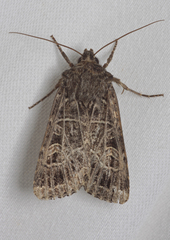 Sideridis reticulata