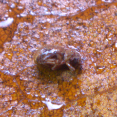 Trachyphloeosoma advena