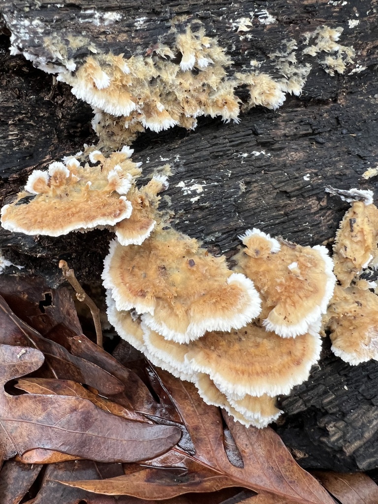 Deer-colored Trametes from Morningside Nature Preserve, Atlanta, GA, US ...