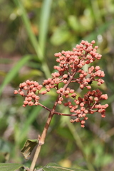 Miconia alata