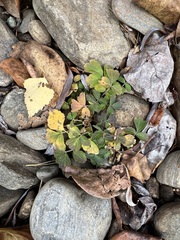 Cardamine macrophylla