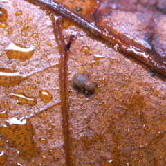 Trachyphloeosoma advena