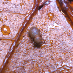 Trachyphloeosoma advena