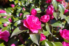 Camellia