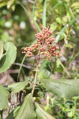 Miconia alata