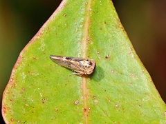 Brunotartessus
