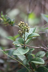 Davilla nitida