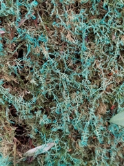 Callicladium imponens