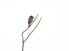 Pitangus sulphuratus