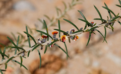 Mirbelia pungens