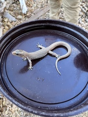 Xantusia vigilis