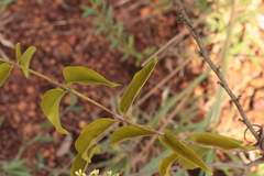 Passovia pedunculata