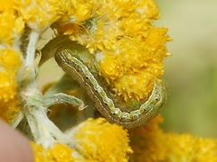 Helicoverpa armigera