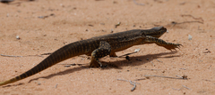 Varanus gouldii