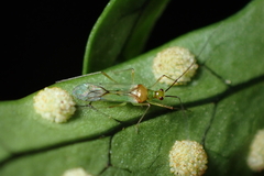 Felisacus elegantulus