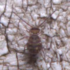Dicyrtomidae
