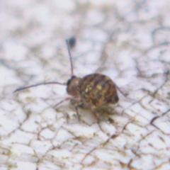 Dicyrtomidae