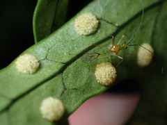 Felisacus elegantulus