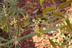 Passovia pedunculata