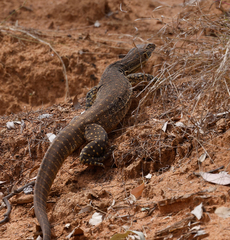 Varanus gouldii