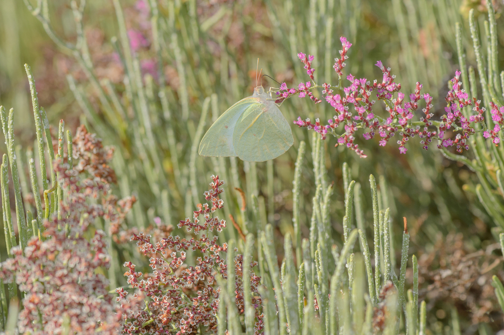 Limonium sokotranum