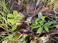 Cerastium pauciflorum