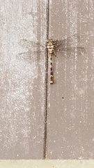 Acanthaeschna victoria