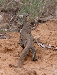 Varanus gouldii