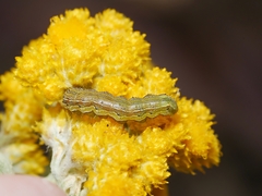 Helicoverpa armigera