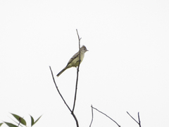 Elaenia flavogaster