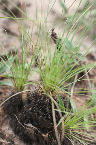 Bulbostylis lanata (Bulbostylis lanata)