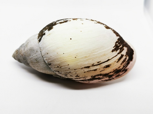 Placostylus fibratus, 2021-12-25