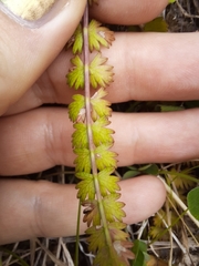 Anisotome aromatica