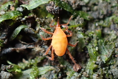 Bdellidae