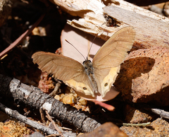 Hypocysta pseudirius