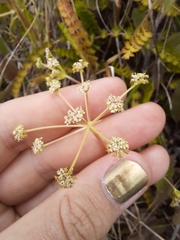 Anisotome aromatica