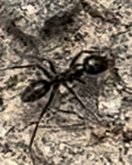 Iridomyrmex